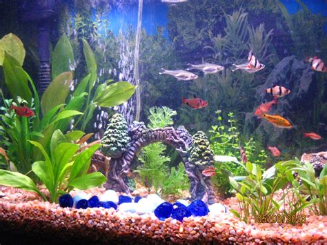 fish for aquariums freshwater.